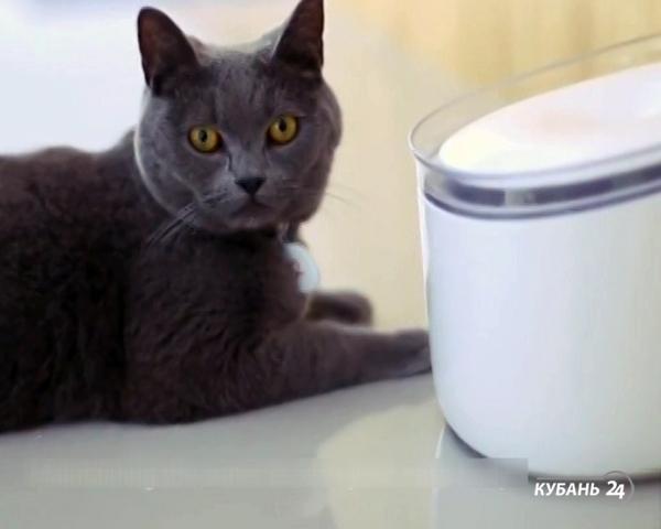 «Факты. Интернет-news»: интернет-проект «Чехов жив», новый хит Instagram и самая «умная» поилка для котов