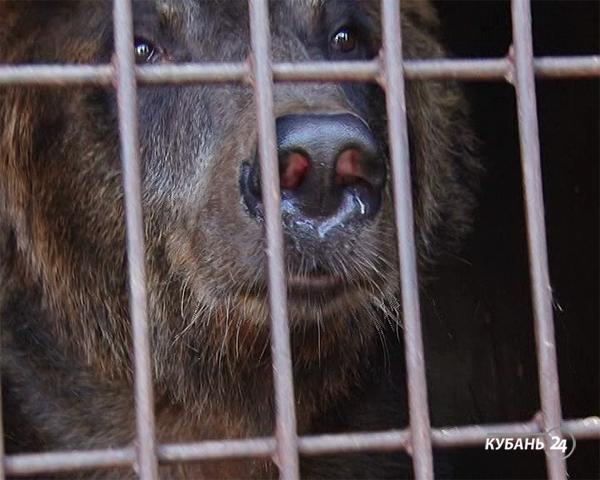 «Факты 24»: около десяти тысяч жителей Краснодара пойдут под суд из-за долгов по квартплате, в зоопарке Армавира выхаживают списанных из цирка медвежат