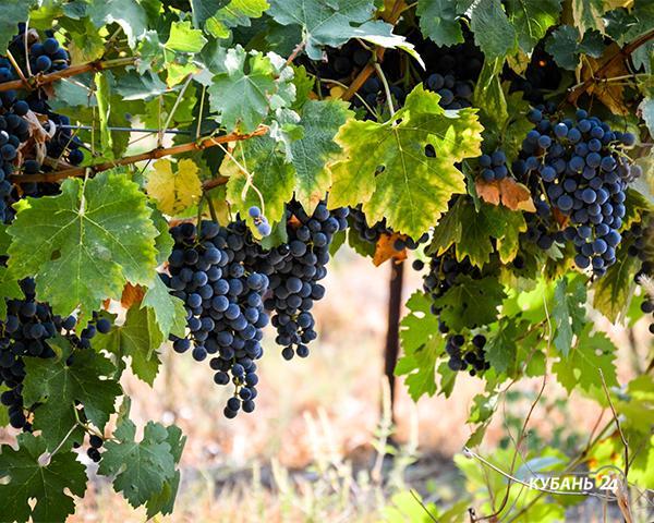 «Деловые факты»: собиратели виноградных земель