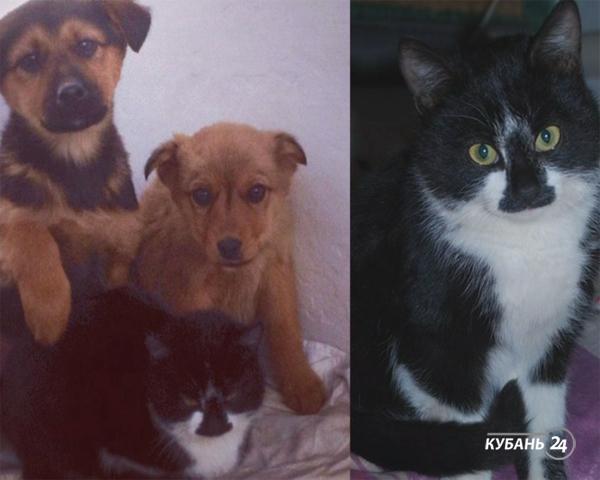 «Факты 24»: в Краснодаре трамвай сбил двух девушек, в Анапе бездомный кот спас шестерых щенят