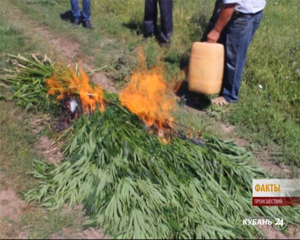«Факты. Происшествия»: плантации дикорастущей конопли уничтожили полицейские Тихорецкого района, в Анапе изъяли из продажи больше 1 тыс. литров нелегального алкоголя