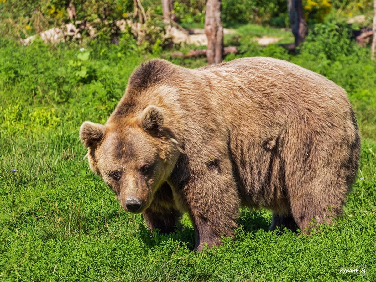 «Факты 24»:  в Краснодаре прошел форум «Социальная ответственность бизнеса», жители сочинского села Пластунка жалуются на медведей