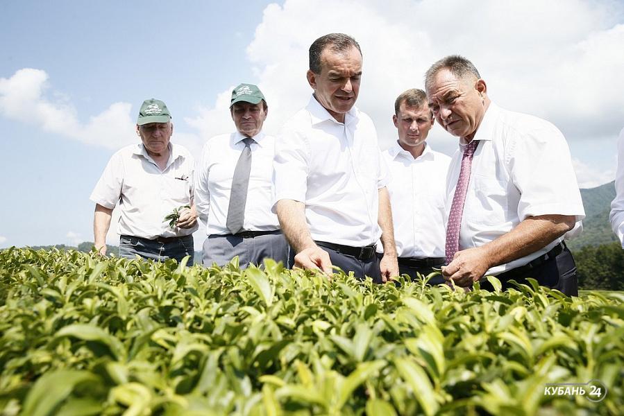 «Факты 24»: Вениамин Кондратьев посетил производство чая в Мацесте, на Кубани отметили День государственного флага РФ