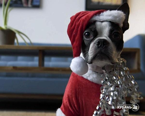 «Факты. Интернет-news»: Дед Мороз в соцсетях, самый трогательный рождественский подарок и высокотехнологичные елки мира