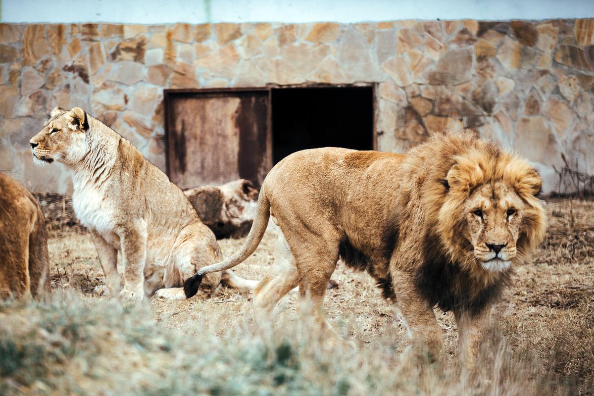 Львы под замком