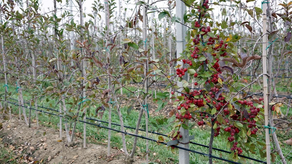 Какой сад заложить. Интенсивный сад. Закладка интенсивный сад черешни. Суперинтенсивный сад черешни. Сады Дагестана.