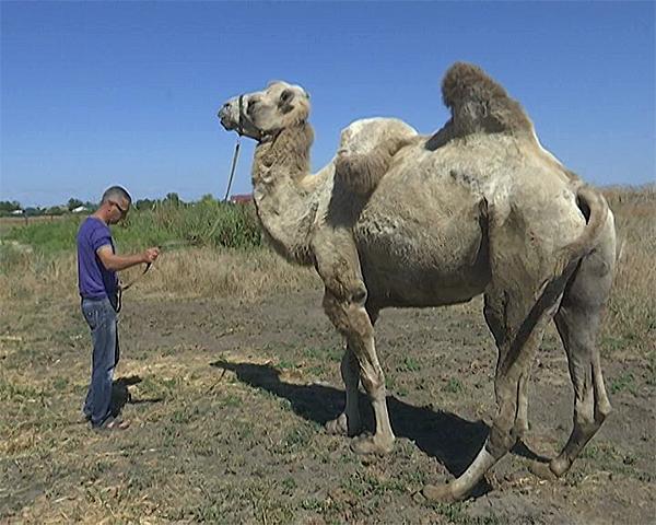 Сообщения о жестоком обращении с верблюдом из Ейского района оказались ложными