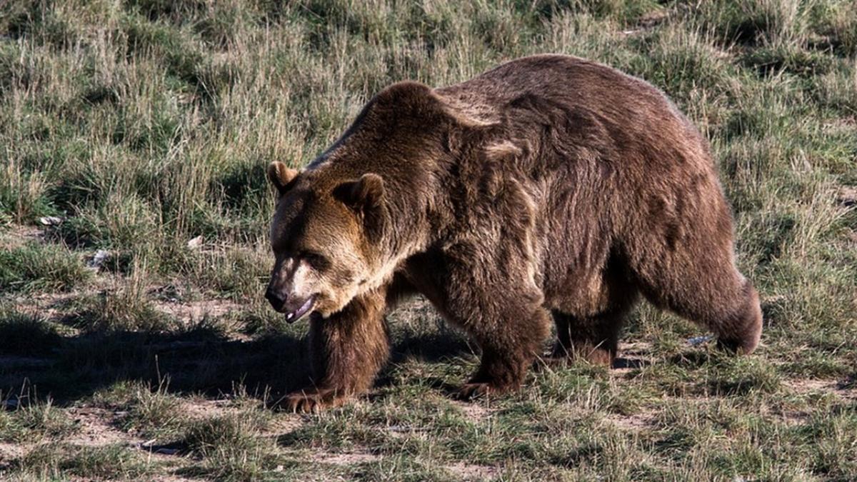 В Сочи медведь растерзал пенсионерку - 24 ноября, 2016 Материалы «Кубань 24»