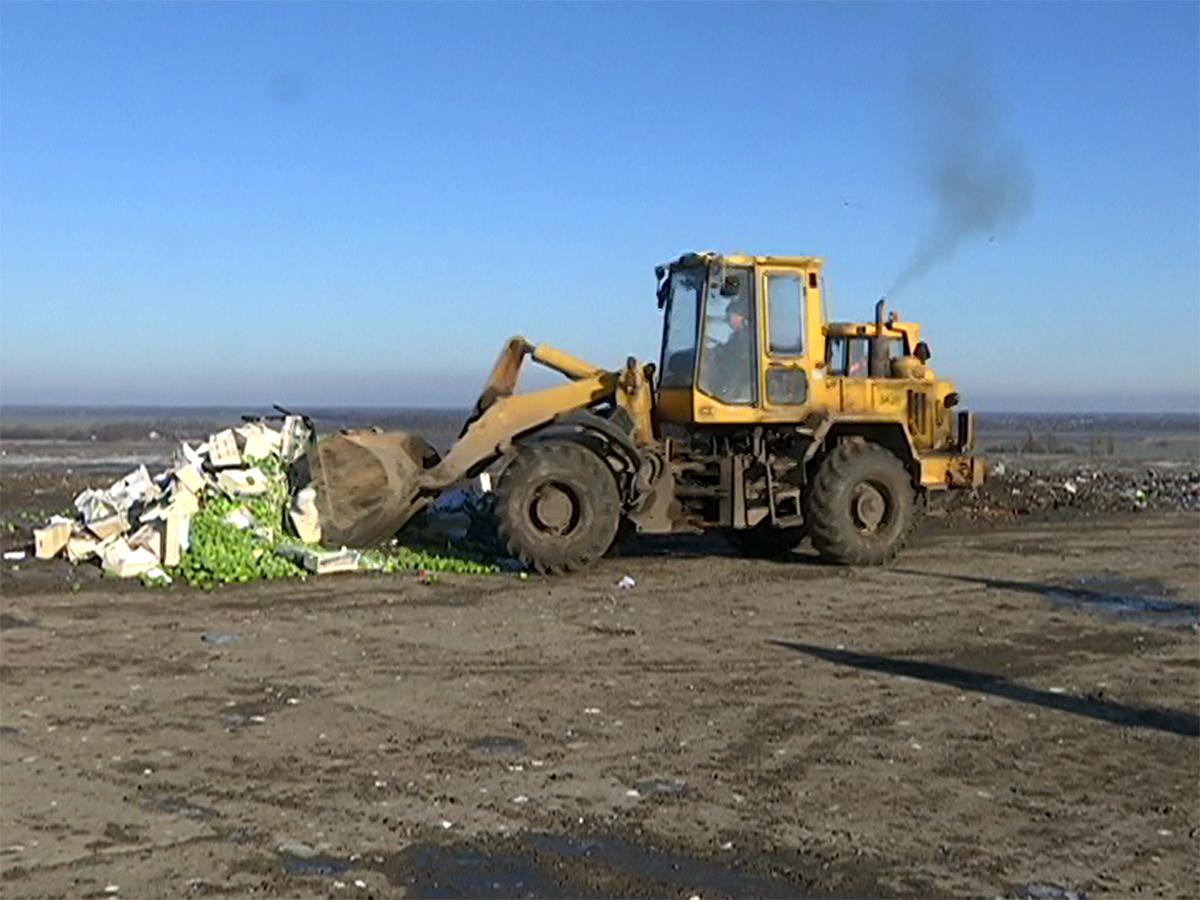 Под Краснодаром уничтожили 8 тонн санкционных овощей