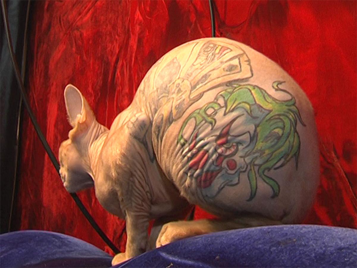 Краснодарцы, сделавшие татуировку кошке, ответили на обвинения зоозащитников