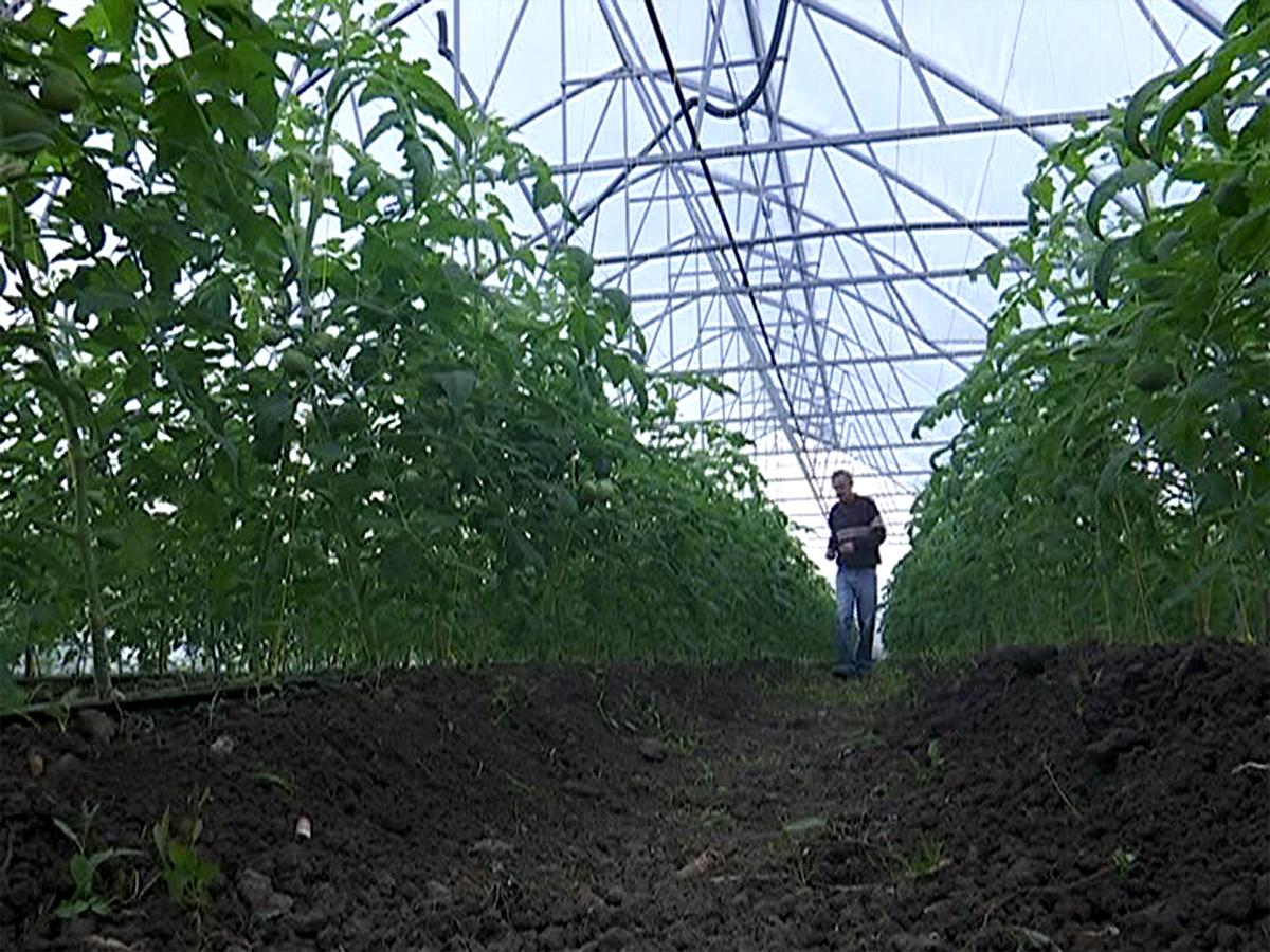 На Кубани за год 25 фермеров получили гранты на общую сумму 37,4 млн рублей