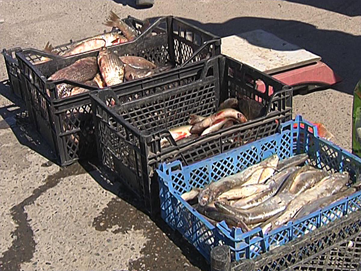 В Темрюкском районе рейдовая группа проверила рынки на незаконную торговлю рыбой