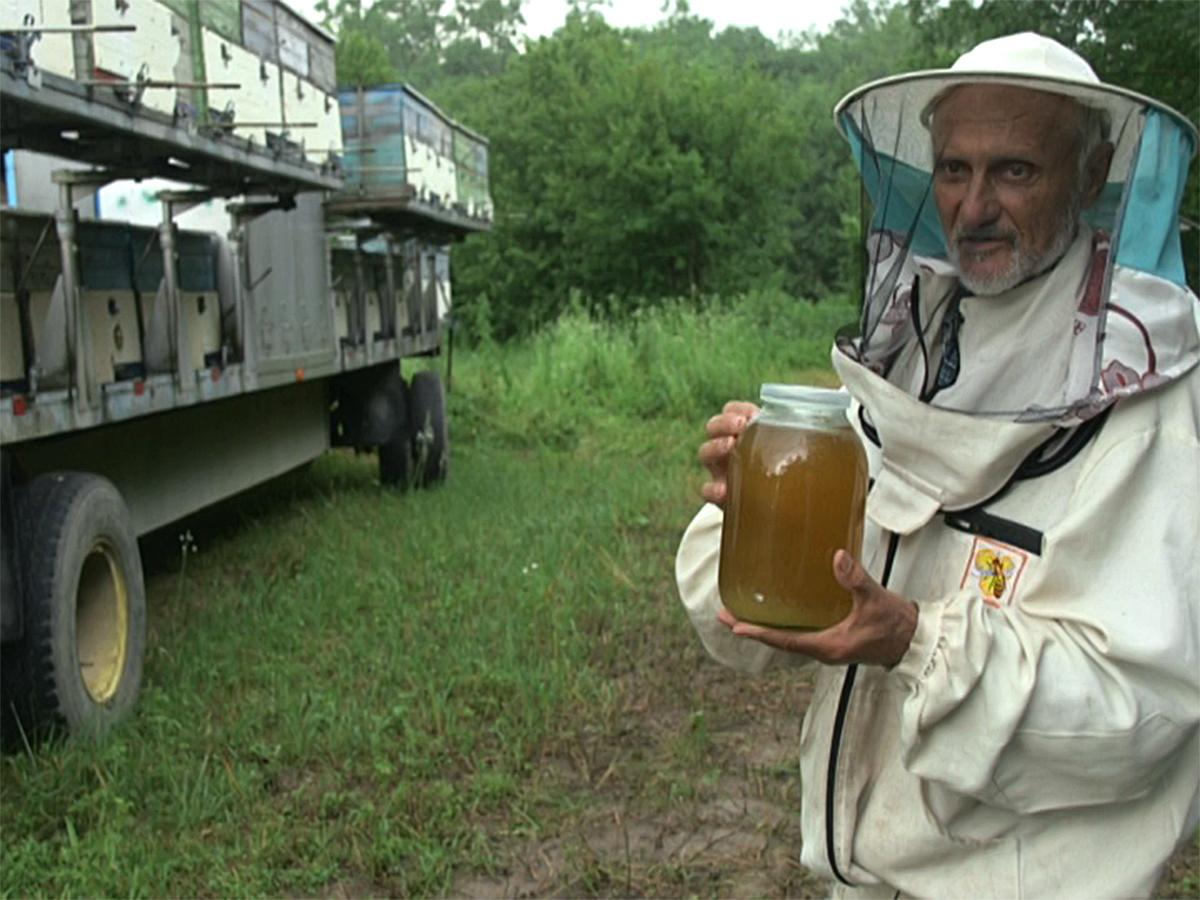 Весенние дожди существенно повлияли на сбор меда на Кубани