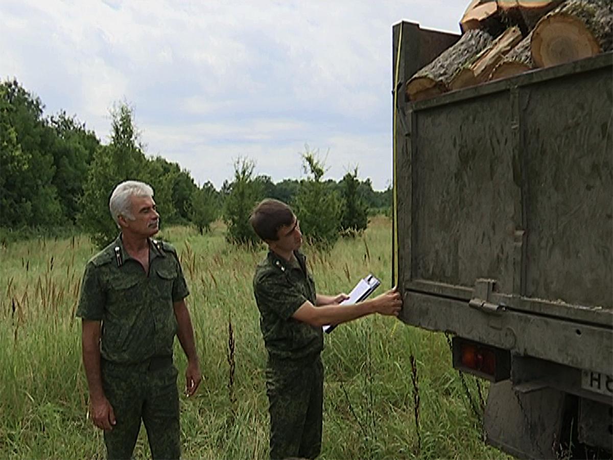 На Кубани с начала года незаконно спилили 1,3 тыс. куб. метров леса