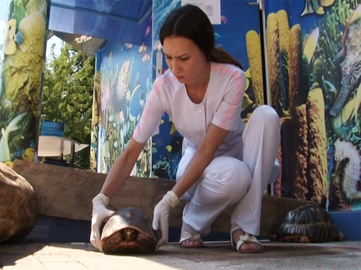 В Анапе после проверки из океанариума изъяли двух черепах