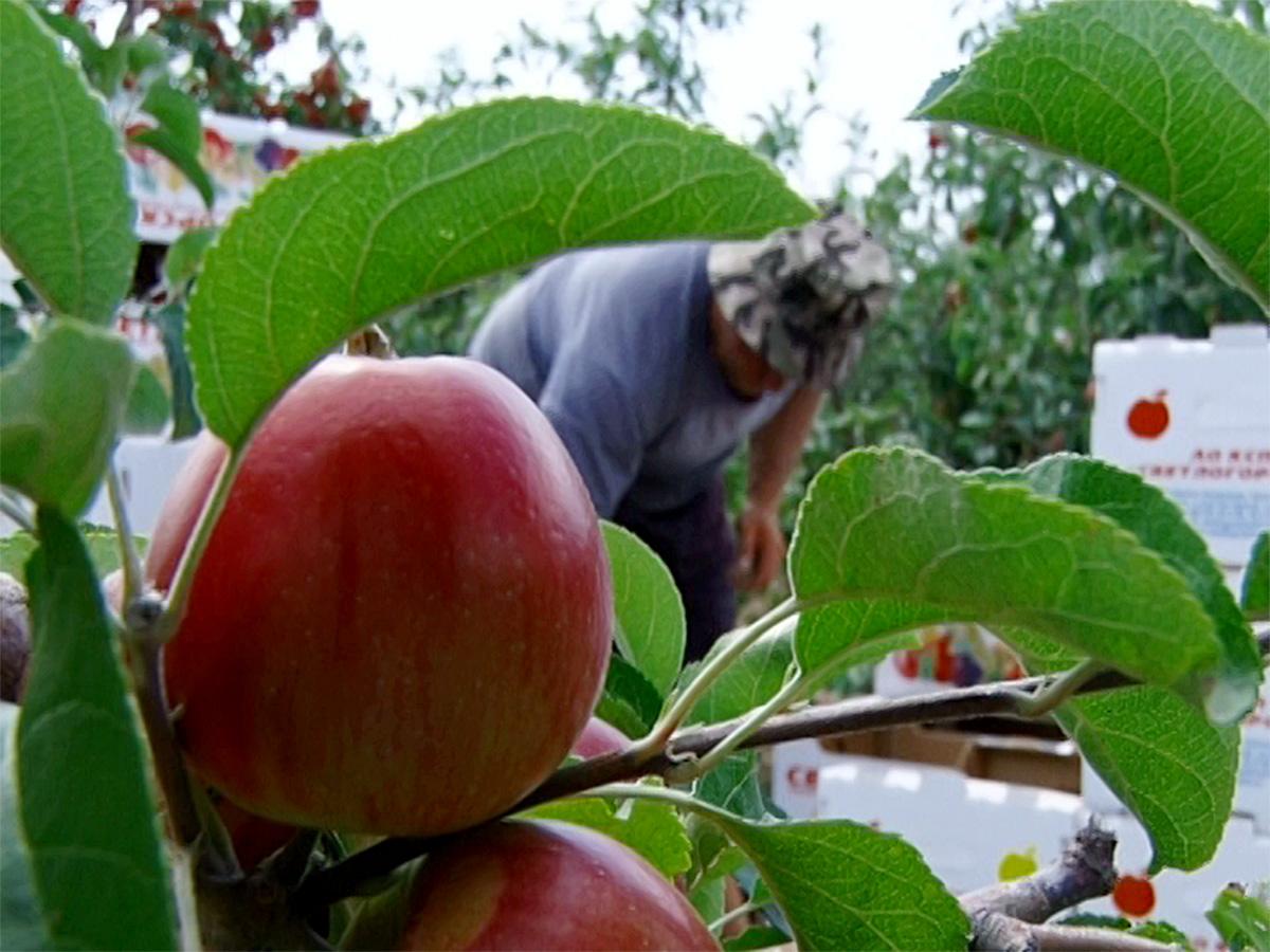 В Абинске соберут 20 тыс. тонн яблок