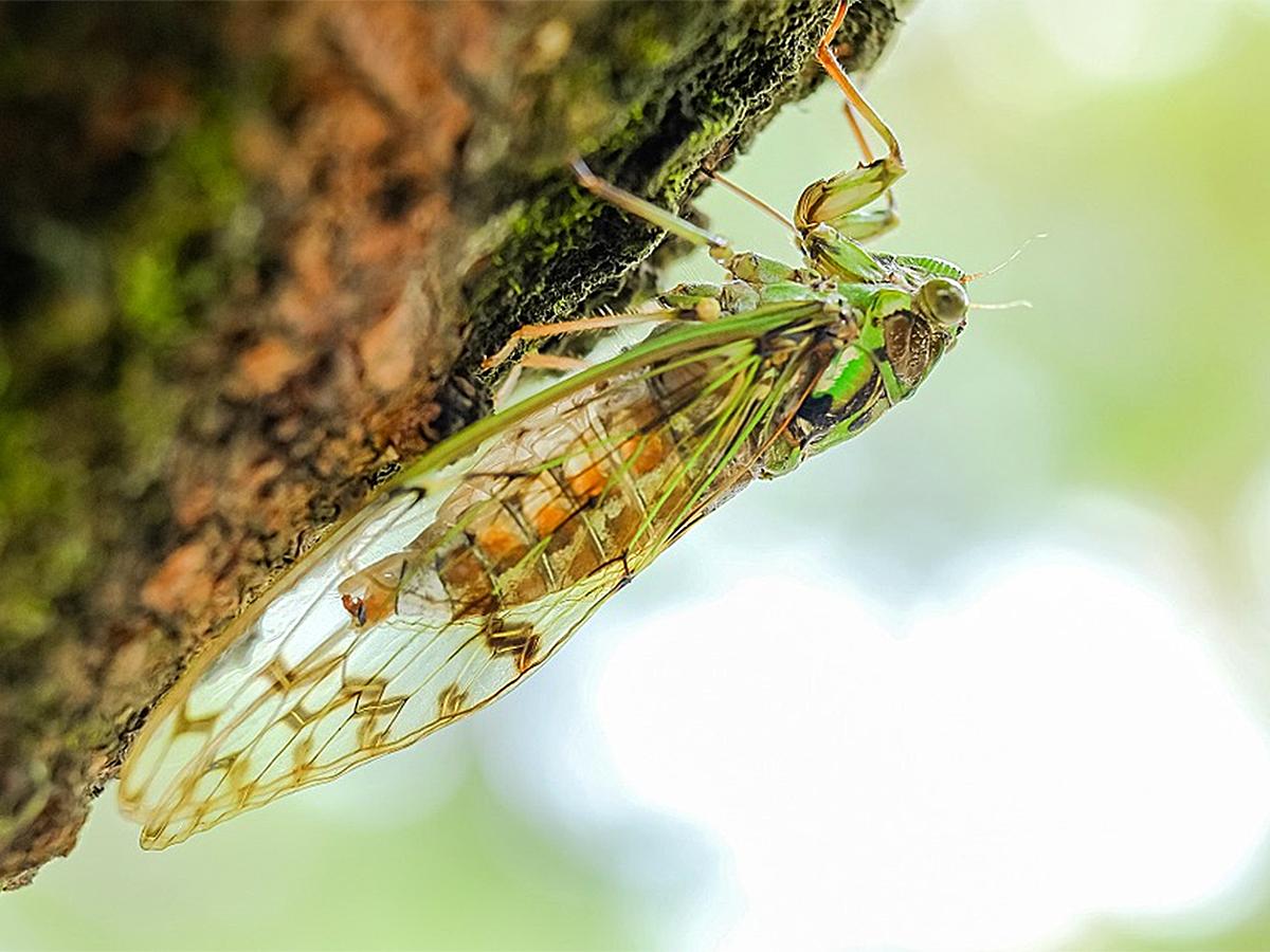 В Сочи из-за жары выросла популяция цикад