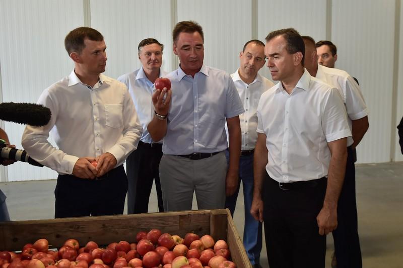 Кондратьев посетил комплекс по хранению и сортировке фруктов в Абинском районе