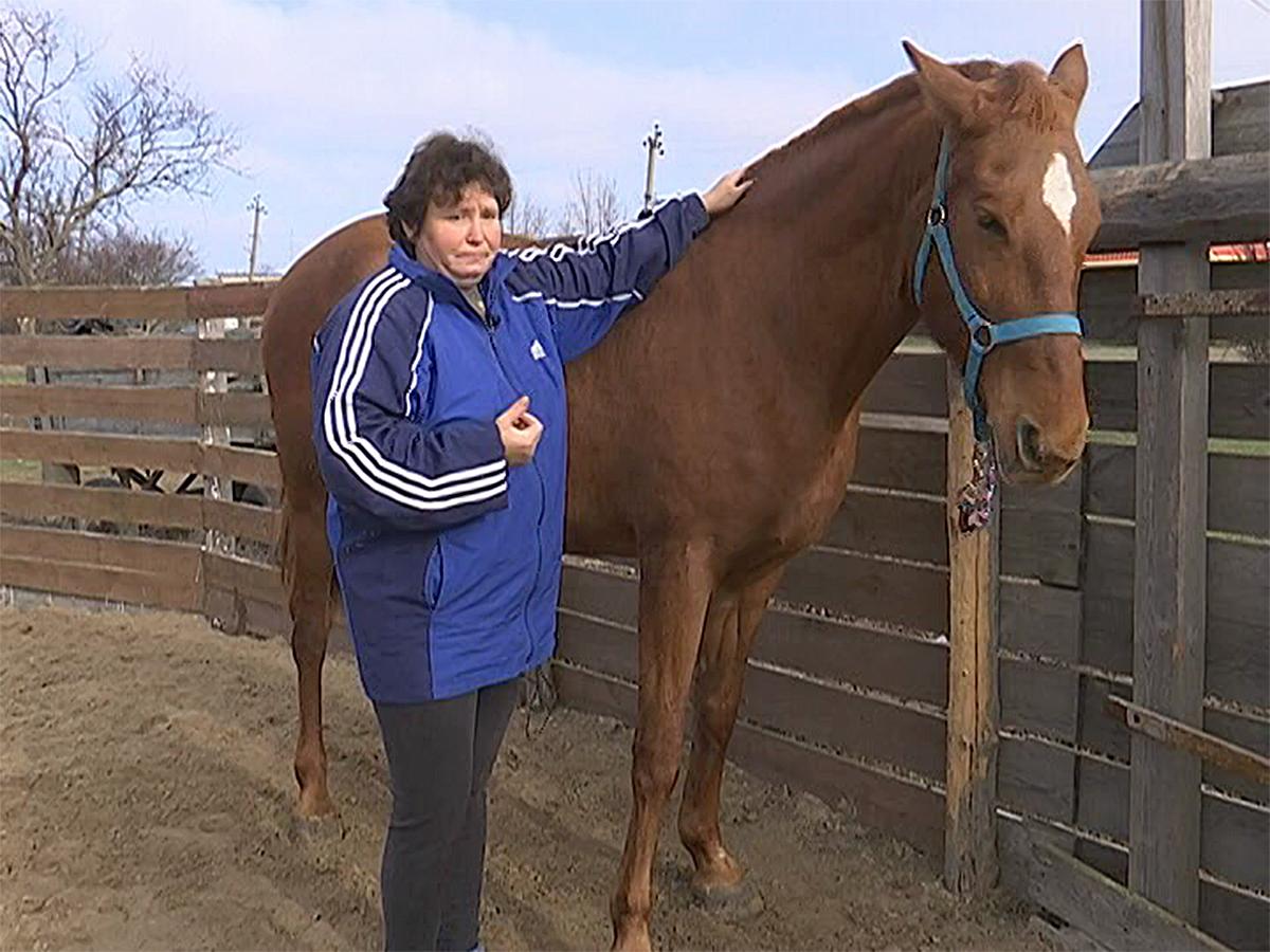 Потомственная казачка из Ейского района выращивает и дрессирует лошадей