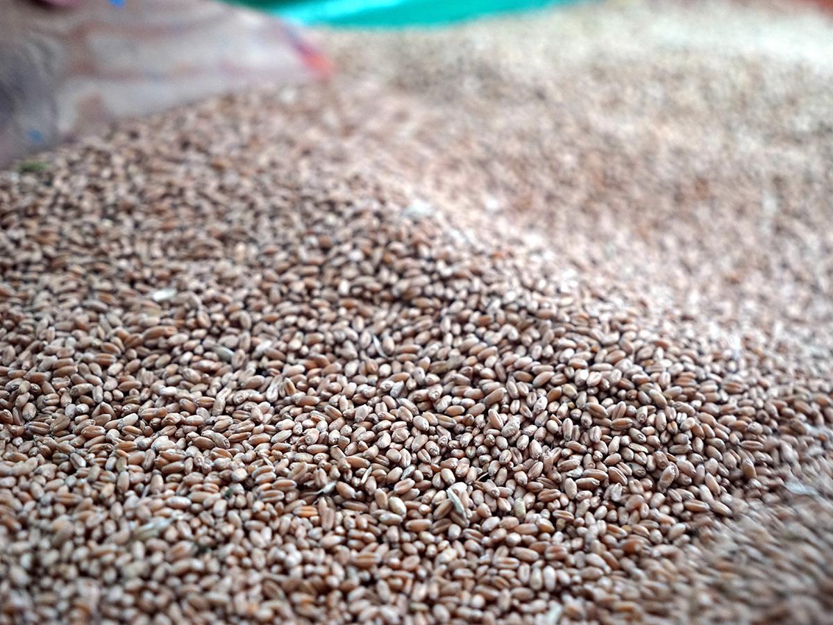 Кубанскую пшеницу отправят в Африку, Танзанию, Малави, Испанию и Кипр
