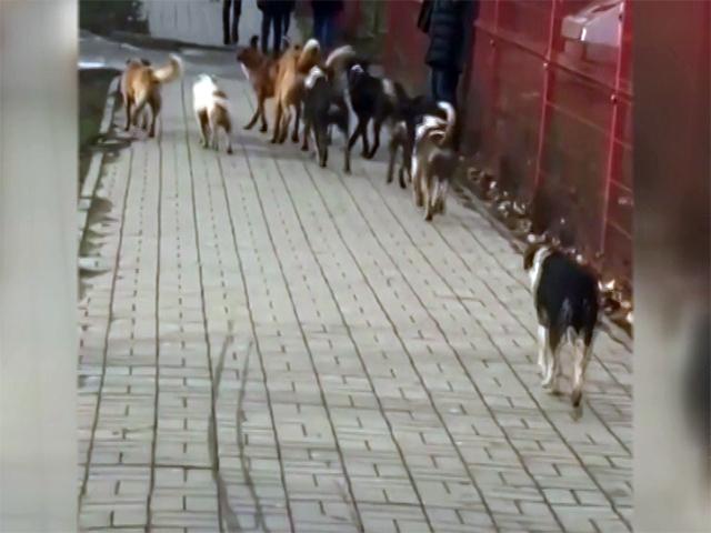 Жители Краснодара прокомментировали видео с бродячими собаками