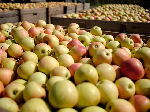 В ближайшие пять лет на Кубани соберут миллион тонн яблок
