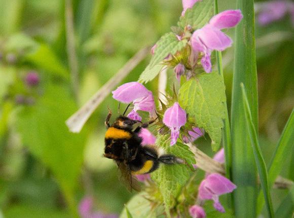 В Крымском районе пчелы приступили к сбору пыльцы и нектара