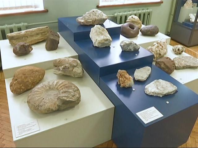 В музее при ТОС Апшеронского района выставили окаменелых моллюсков