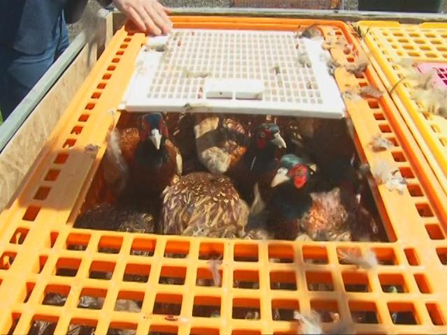 В Крымском районе выпустили в дикую природу 150 фазанов