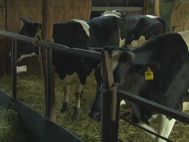 На Кубани начали заносить коров в общую электронную базу