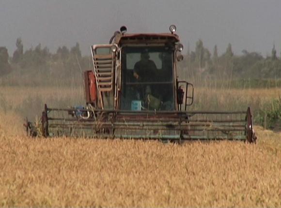 Как в хозяйстве Красноармейского района убирают урожай риса