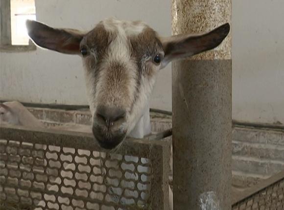 Фермер Динского района представит на «Кубанской ярмарке» местных овец и баранов
