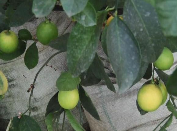 В Отрадненском районе фермеры вырастили в теплицах сладкие лимоны