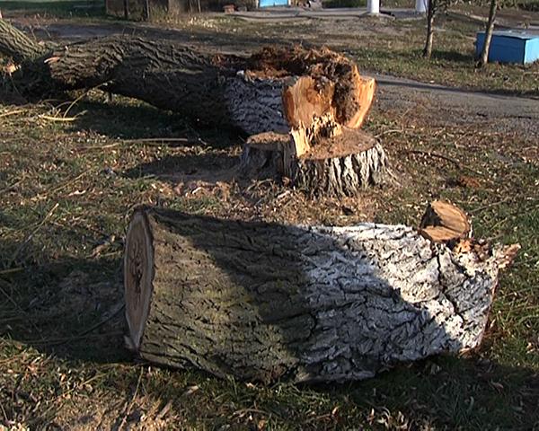 Лесоруба из Анастасиевской могут посадить на два года