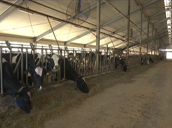 Благодаря теплой зиме фермеры Кубани получают повышенные надои молока