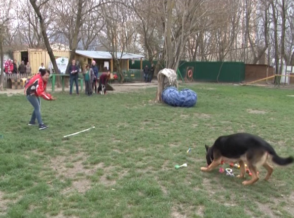 В Новороссийске прошли «веселые старты» для собак