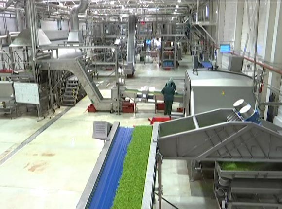 Кубанские заводы планируют выпустить 200 млн консервов с зеленым горошком