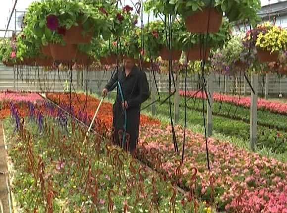 В одной из колоний Кубани арестантов научили выращивать декоративные цветы