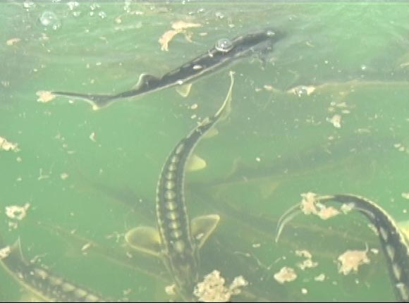 На реке Кубань выпустили молодых особей редких осетровых пород рыбы