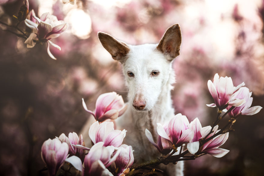Собаки в кадре: эти 30 фотографий признаны лучшими в 2019 году