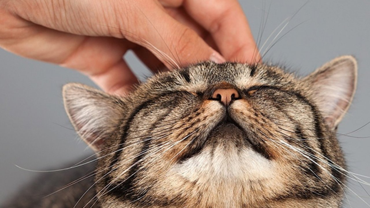 Ученые дали советы, как правильно гладить кошек - 5 августа, 2019  Популярное «Кубань 24»