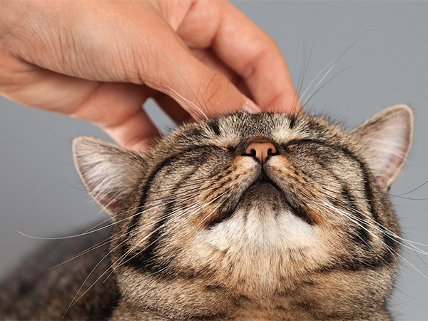 Ученые дали советы, как правильно гладить кошек