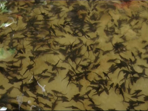 Рыбоводы выпустили в устье реки Кубань 500 тыс. мальков осетра