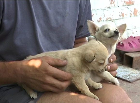 В Усть-Лабинском районе мужчина повесил щенков, чтобы отомстить дочери