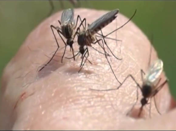 Жители Кубани пожаловались на нашествие комаров
