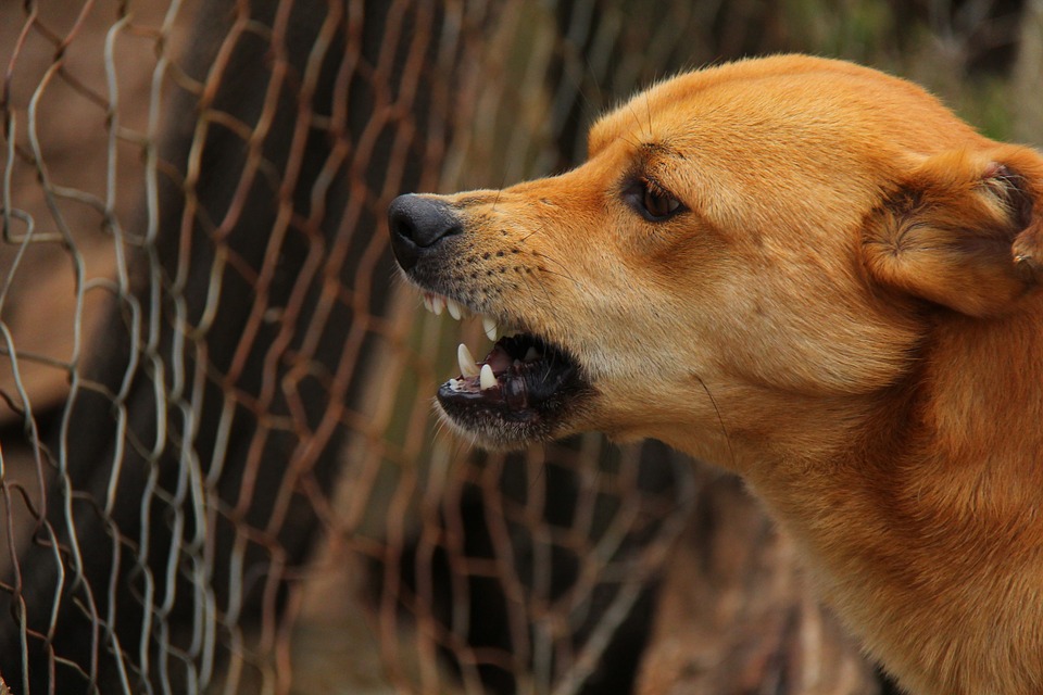 Ученые выяснили, какие бродячие собаки наиболее опасны