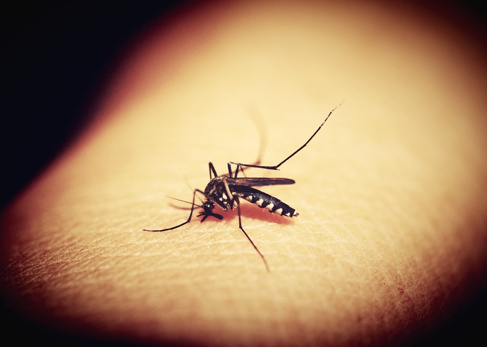 Комары носа не подточат: 6 способов избежать укусов кровососов