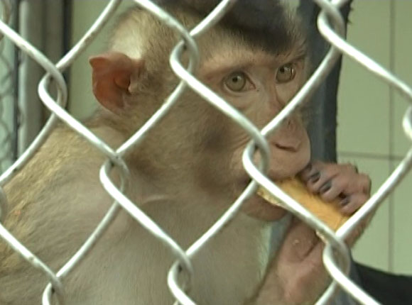 В Сочи в НИИ медицинской приматологии появились новые виды обезьян