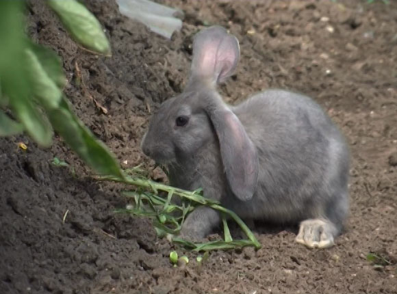 В Ейском районе фермер обучил кроликов работать на грядке