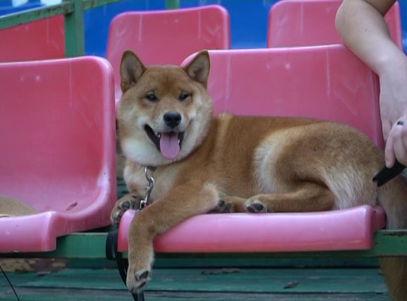 В Новороссийске на кинологическом фестивале определили «самого рыжего пса»